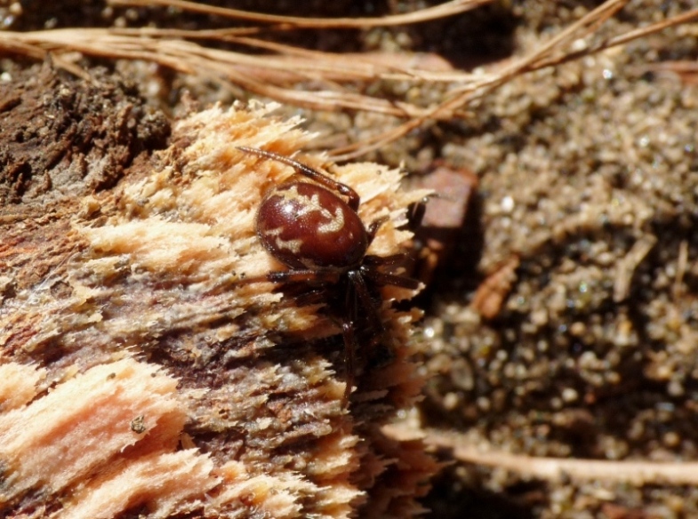 Steatoda paykulliana